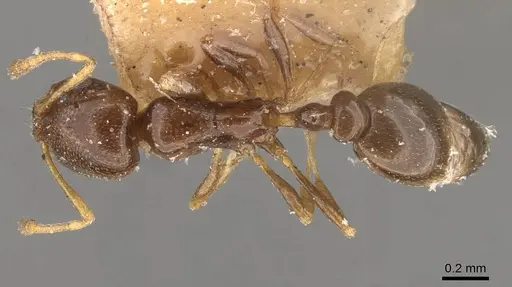 Cardiocondyla sahlbergi - CASENT0908341