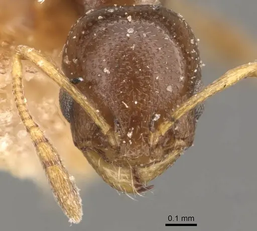 Cardiocondyla sahlbergi - CASENT0908341