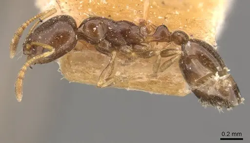 Cardiocondyla sahlbergi - CASENT0908341