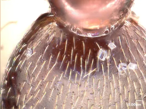 Cardiocondyla schulzi specimen