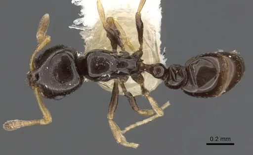 Cardiocondyla sekhemka specimen