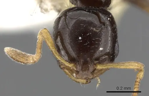 Cardiocondyla sekhemka specimen