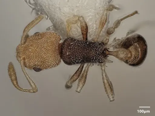 Cardiocondyla semiargentea specimen