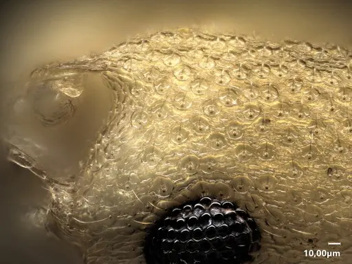 Cardiocondyla semiargentea specimen