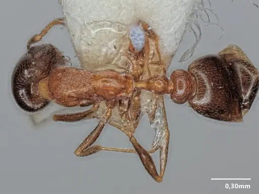 Cardiocondyla semirubra specimen