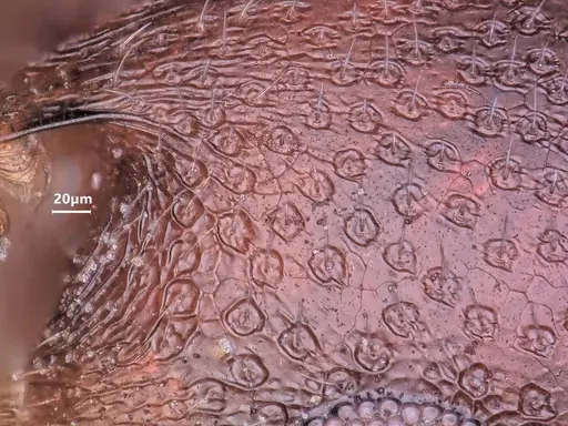 Cardiocondyla semirubra specimen