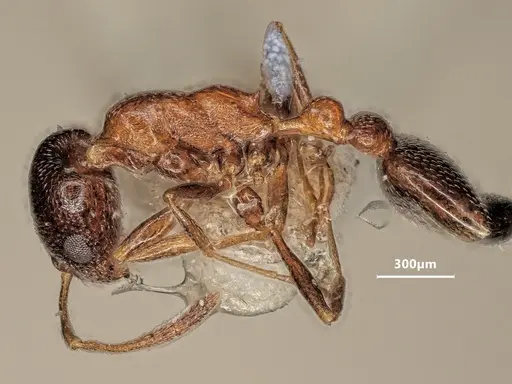 Cardiocondyla semirubra - ANTWEB1048537