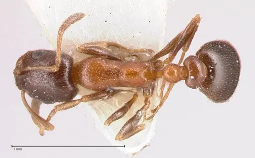 Cardiocondyla semirubra - FOCOL0727