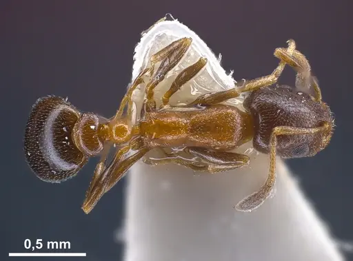 Cardiocondyla semirubra - FOCOL0727