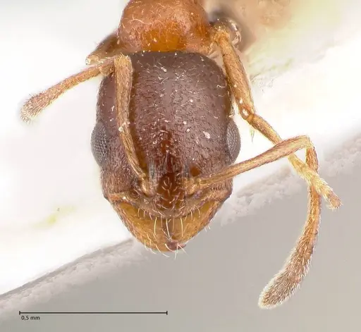 Cardiocondyla semirubra - FOCOL0727