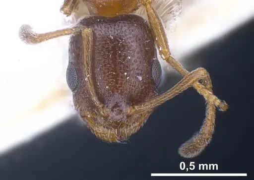 Cardiocondyla semirubra - FOCOL0727