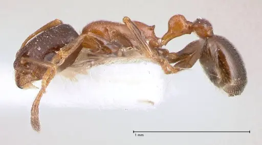 Cardiocondyla semirubra - FOCOL0727