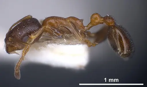 Cardiocondyla semirubra - FOCOL0727