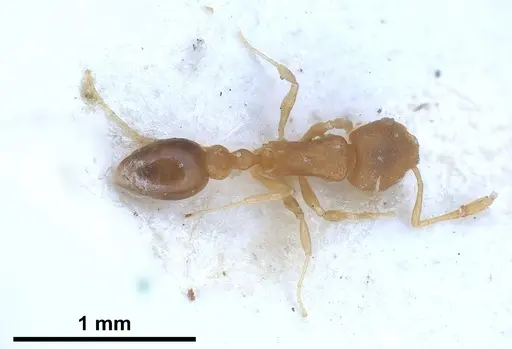 Cardiocondyla shagrinata specimen