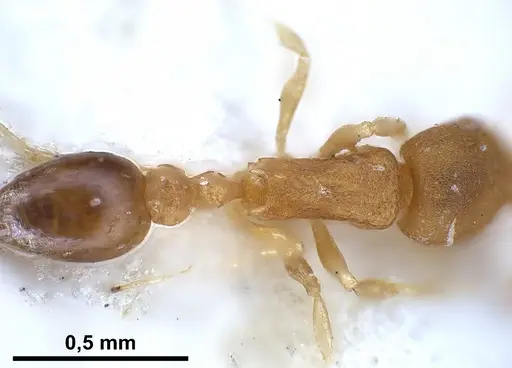 Cardiocondyla shagrinata specimen