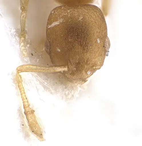 Cardiocondyla shagrinata specimen