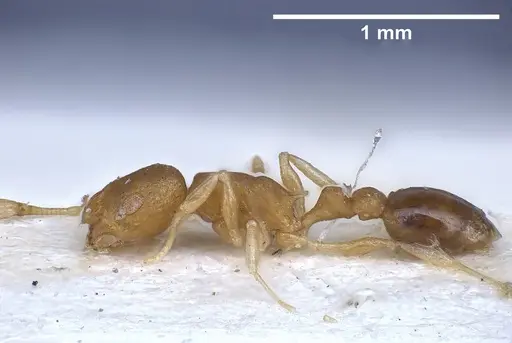 Cardiocondyla shagrinata - ANTWEB1041251