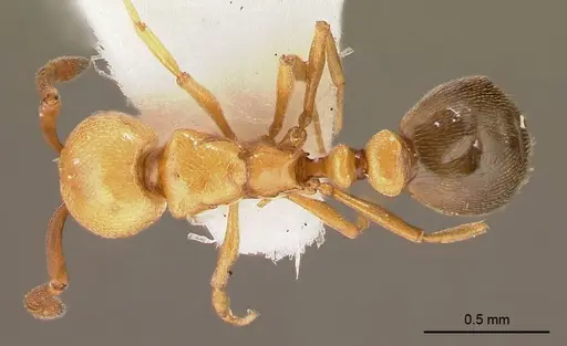 Cardiocondyla shuckardi specimen