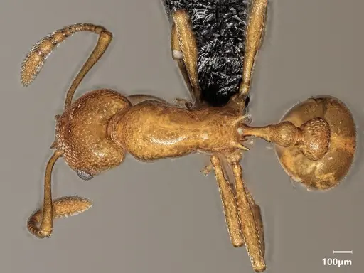 Cardiocondyla sima specimen