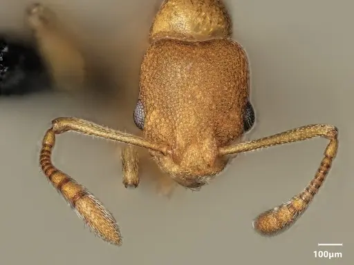 Cardiocondyla sima specimen