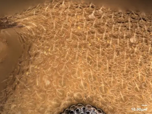 Cardiocondyla sima specimen