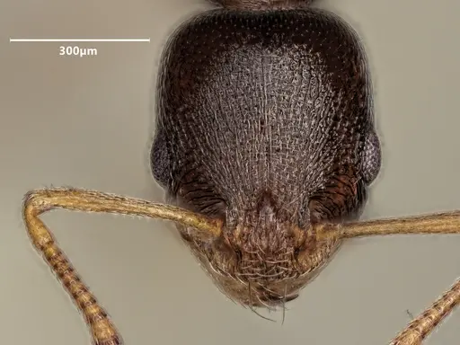 Cardiocondyla stambuloffii specimen