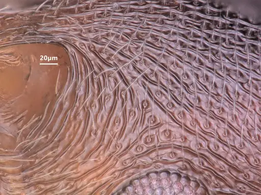 Cardiocondyla stambuloffii specimen