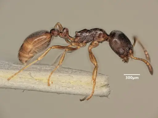 Cardiocondyla stambuloffii - ANTWEB1048539