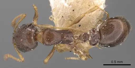 Cardiocondyla stambuloffii - CASENT0901756