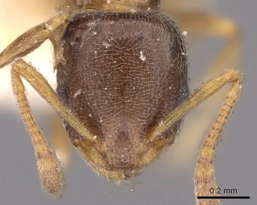 Cardiocondyla stambuloffii - CASENT0901756