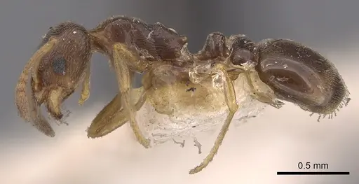 Cardiocondyla stambuloffii - CASENT0901756