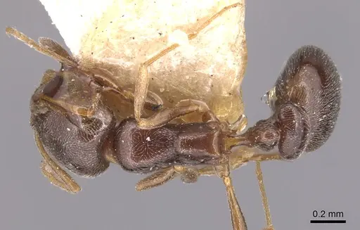 Cardiocondyla stambuloffii - CASENT0904463