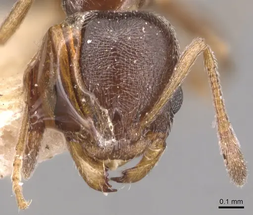 Cardiocondyla stambuloffii - CASENT0904463