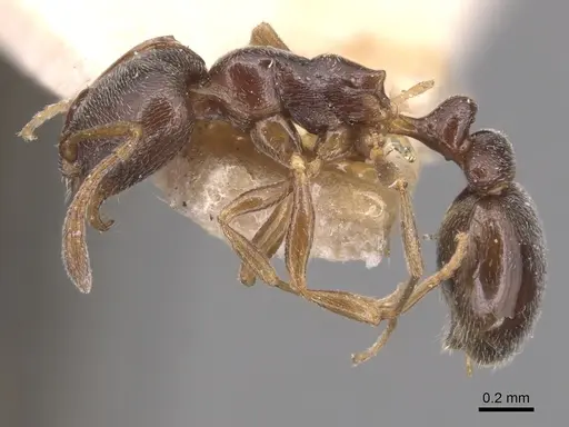 Cardiocondyla stambuloffii - CASENT0904463