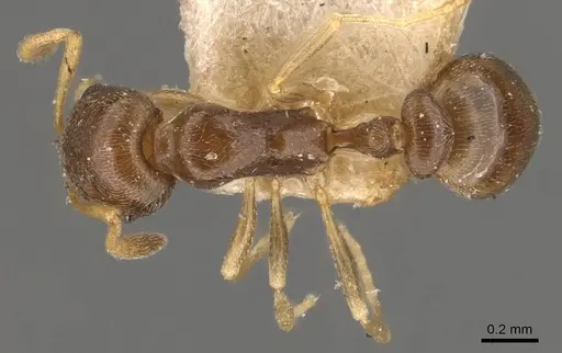 Cardiocondyla stambuloffii - CASENT0908347