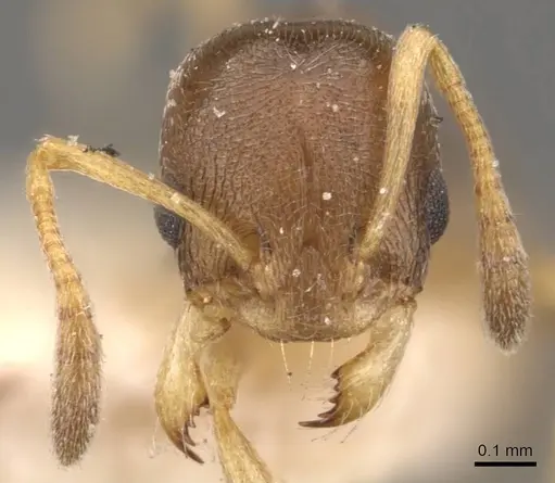 Cardiocondyla stambuloffii - CASENT0908347