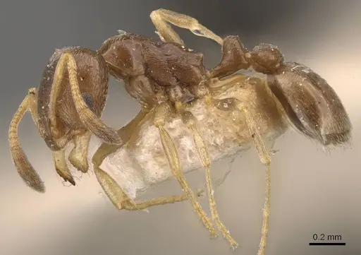 Cardiocondyla stambuloffii - CASENT0908347