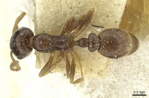 Cardiocondyla stambuloffii - CASENT0912880