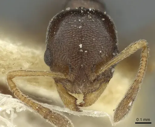 Cardiocondyla stambuloffii - CASENT0912880