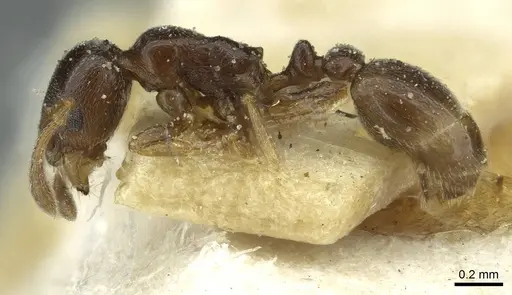 Cardiocondyla stambuloffii - CASENT0912880