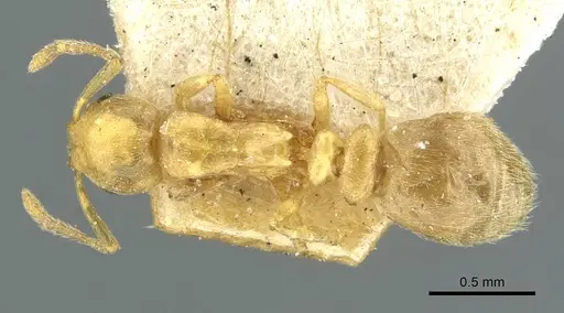 Cardiocondyla stambuloffii - CASENT0912883