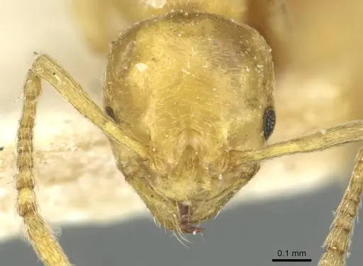 Cardiocondyla stambuloffii - CASENT0912883