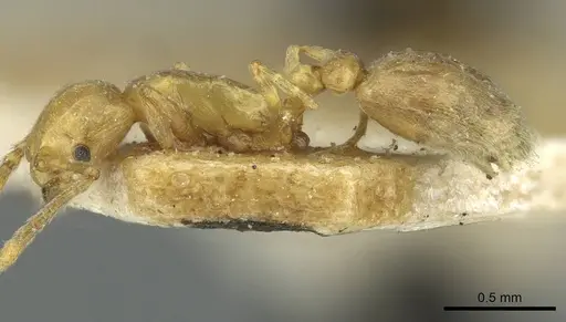 Cardiocondyla stambuloffii - CASENT0912883