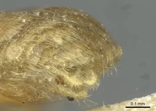 Cardiocondyla stambuloffii - CASENT0912883