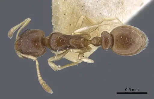 Cardiocondyla stambuloffii - CASENT0916970