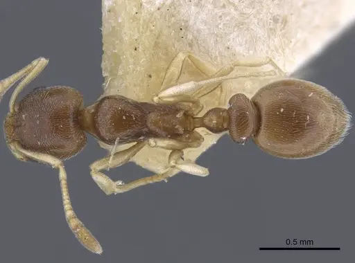 Cardiocondyla stambuloffii - CASENT0916970