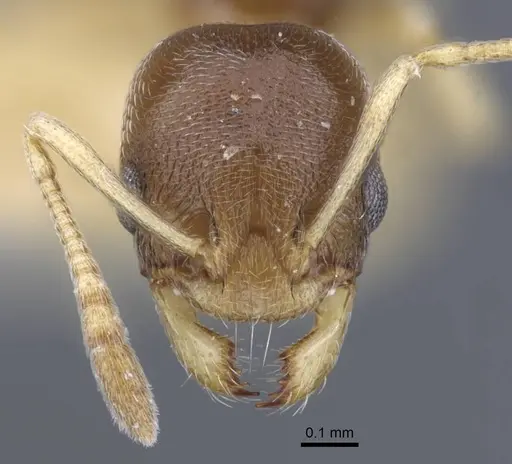 Cardiocondyla stambuloffii - CASENT0916970