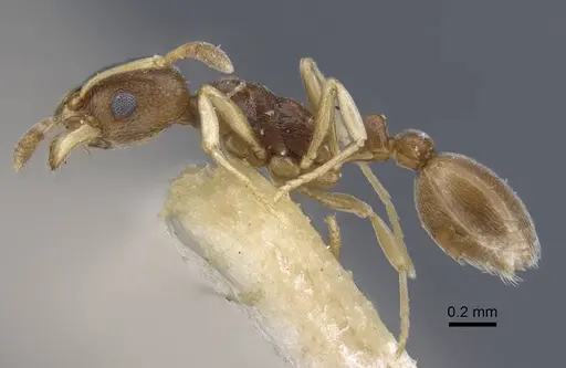 Cardiocondyla stambuloffii - CASENT0916970