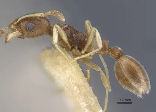 Cardiocondyla stambuloffii - CASENT0916970