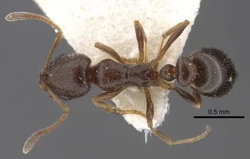 Cardiocondyla stambuloffii - CASENT0917364